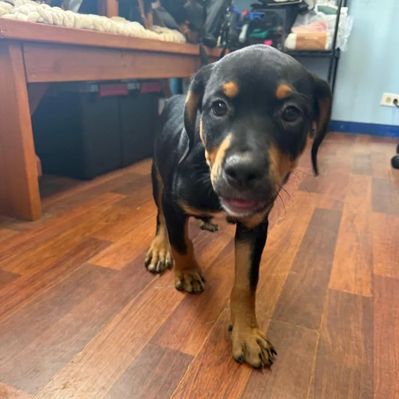 A baby small-sized female Black Rottweiler dog named Roxy for adoption in Wahiawa, HI