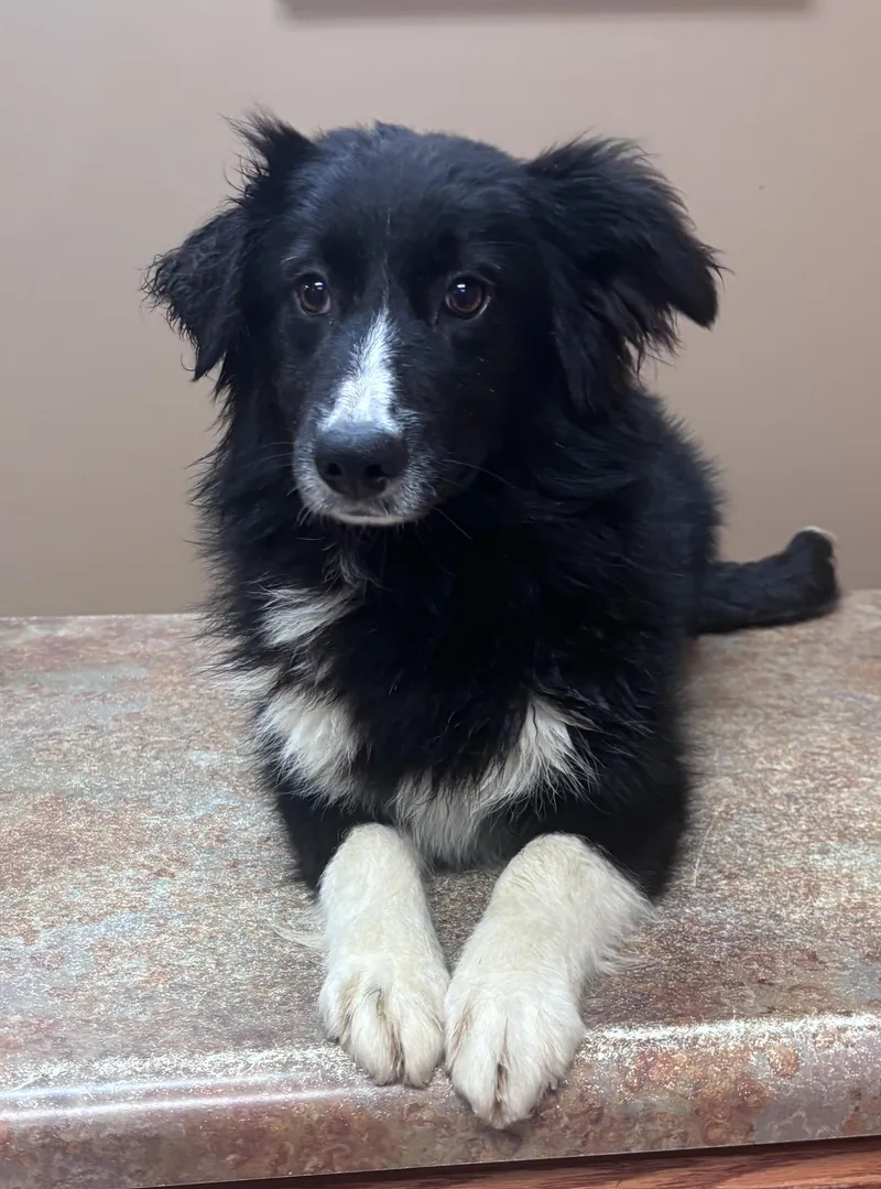 A young medium-sized female Black Border Collie dog named Maeve for adoption in Watertown, CT