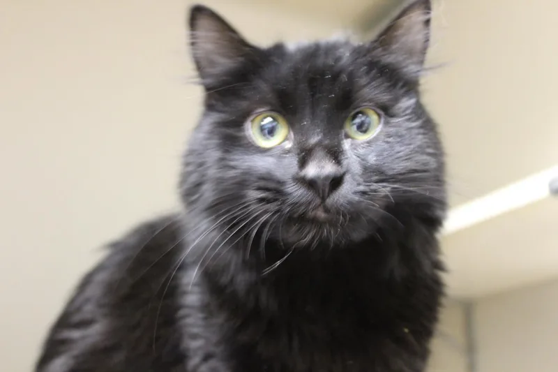 An adult small-sized female Domestic Long Hair cat named Sirius for adoption in Loveland, CO