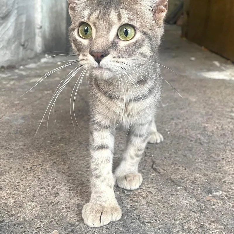 A young small-sized female Gray / Blue / Silver Domestic Short Hair cat named Thumbalina for adoption in Philadelphia, PA