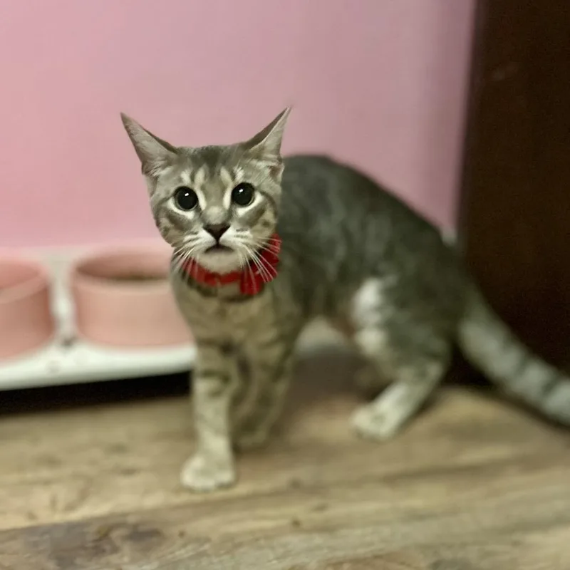 Thumbalina thumbnail 2