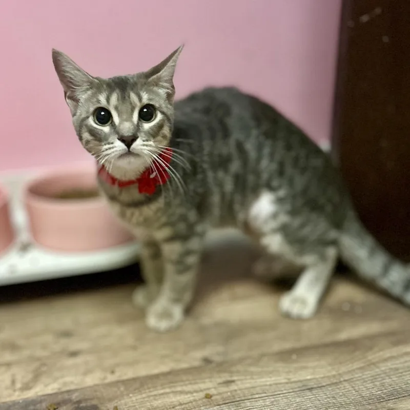 Thumbalina thumbnail 3