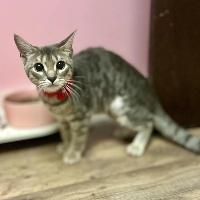 Thumbalina thumbnail 4