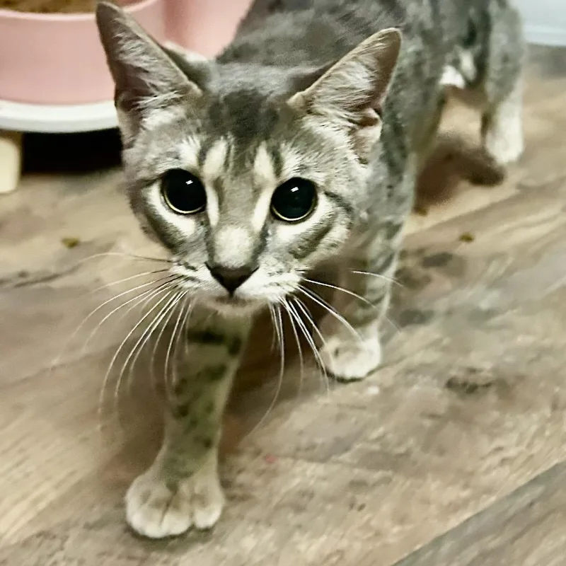 Thumbalina thumbnail 5