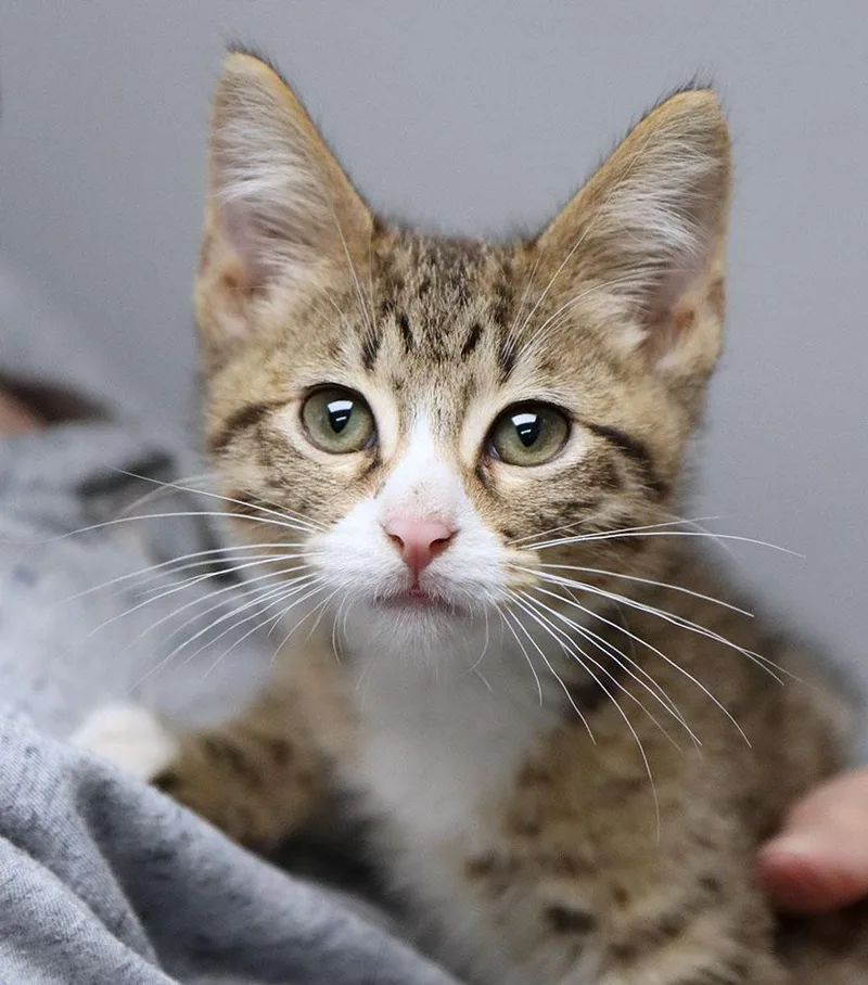 A baby medium-sized male Domestic Medium Hair cat named Calin for adoption in Kansas City, KS