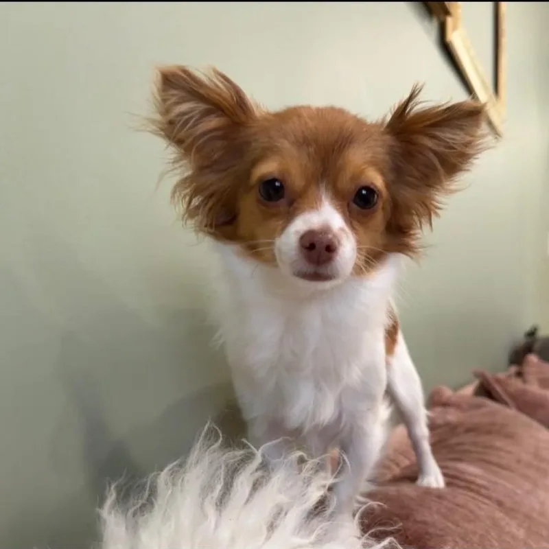 A young small-sized female Chihuahua dog named Paris for adoption in Philadelphia, PA
