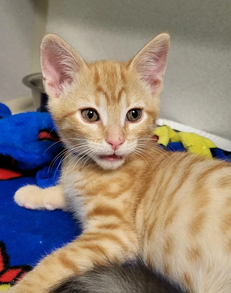 A baby medium-sized male Tabby (Orange / Red) Domestic Short Hair cat named Italy for adoption in Grayslake, IL