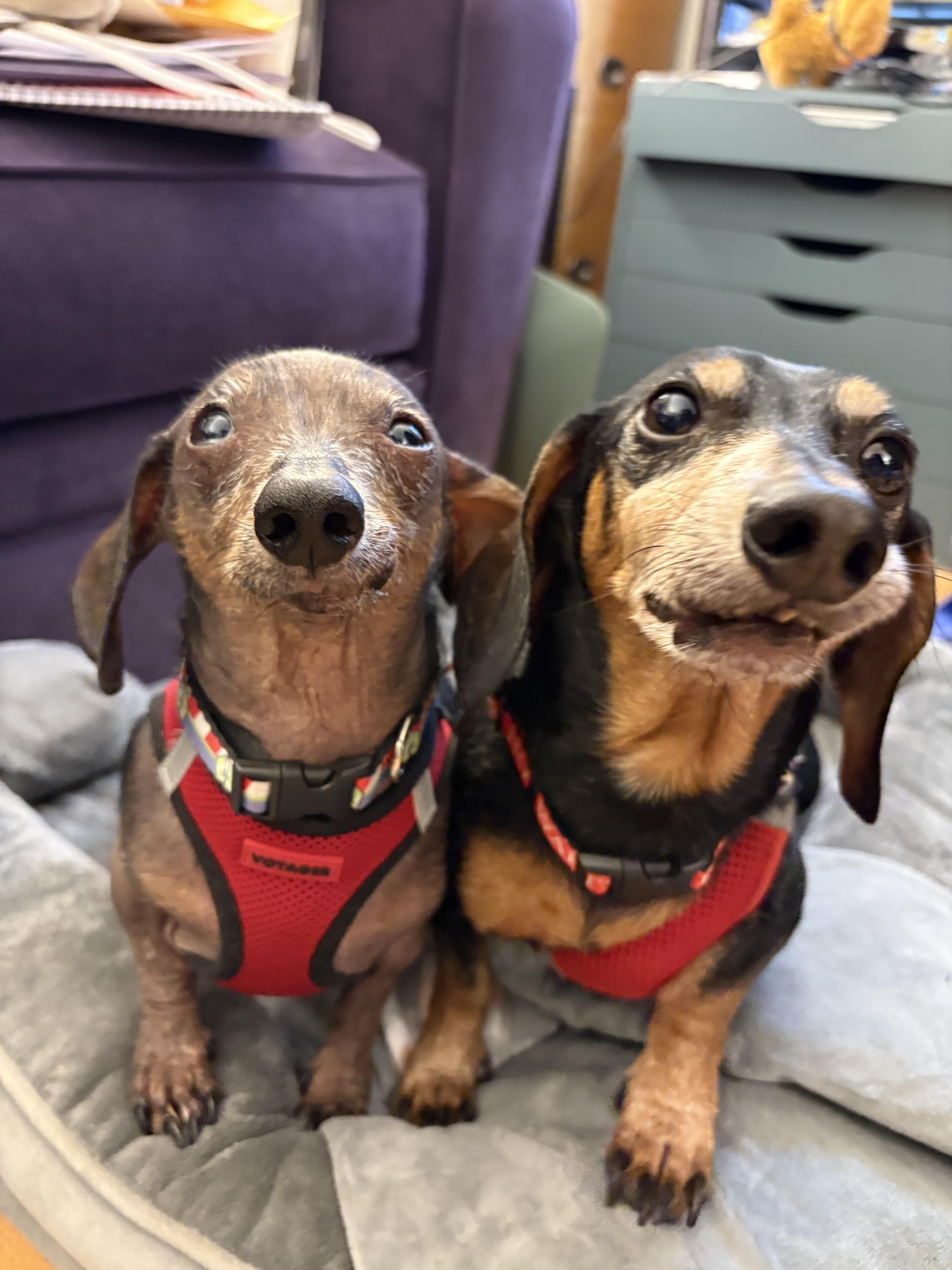 An adult small-sized male Dachshund dog named Jackie Chan for adoption in Stoughton, MA