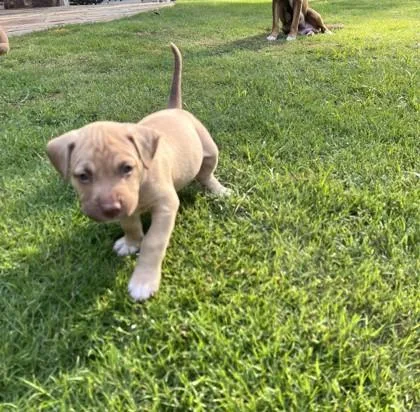 A baby small-sized male Shepherd dog named Ryder for adoption in Cumming, GA