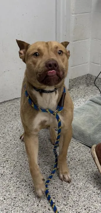 An adult large-sized male Yellow / Tan / Blond / Fawn Pit Bull Terrier dog named Diggory for adoption in Kansas City, MO