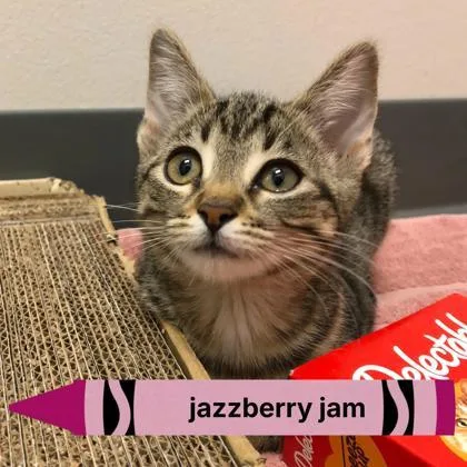 A baby medium-sized female Domestic Short Hair cat named Jazzberry Jam for adoption in Sacramento, CA