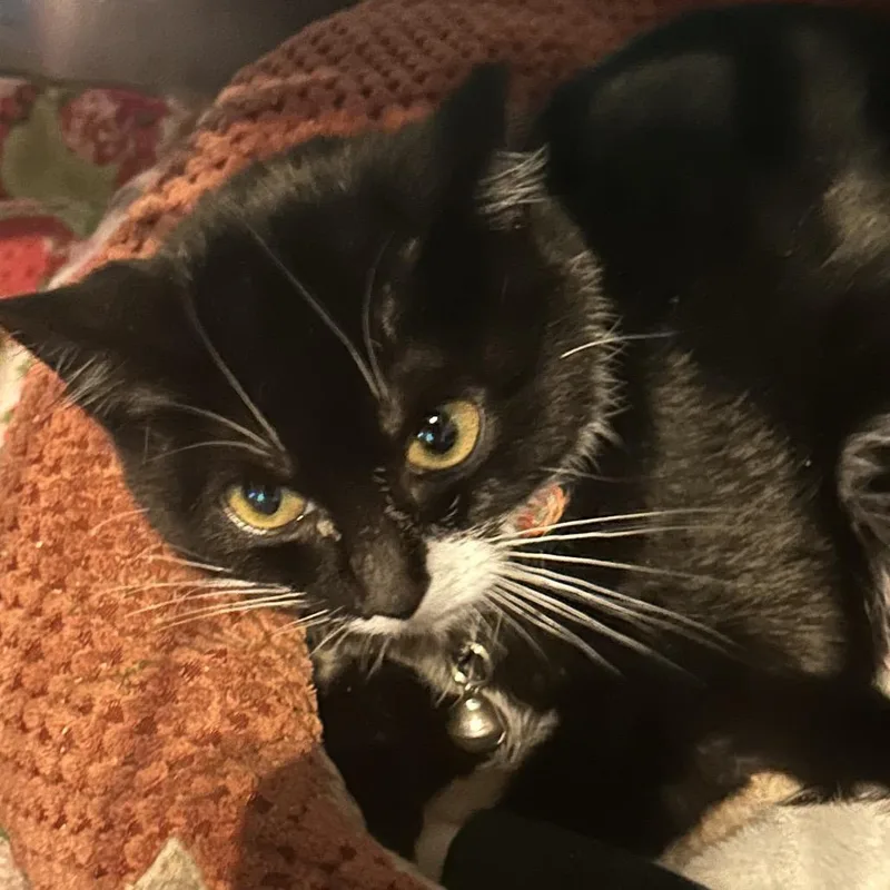 An adult small-sized male Black Domestic Short Hair cat named Pepe for adoption in Veneta, OR