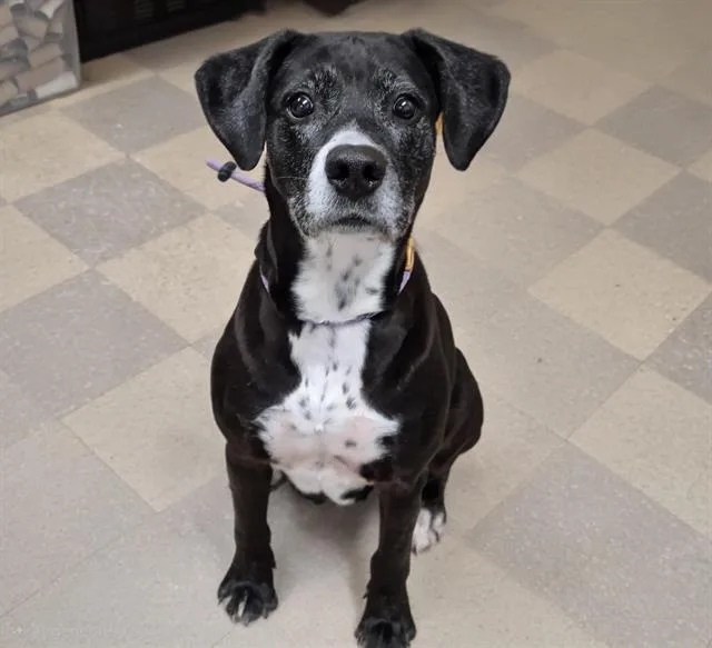 An adult medium-sized female Labrador Retriever dog named Precious for adoption in Albuquerque, NM