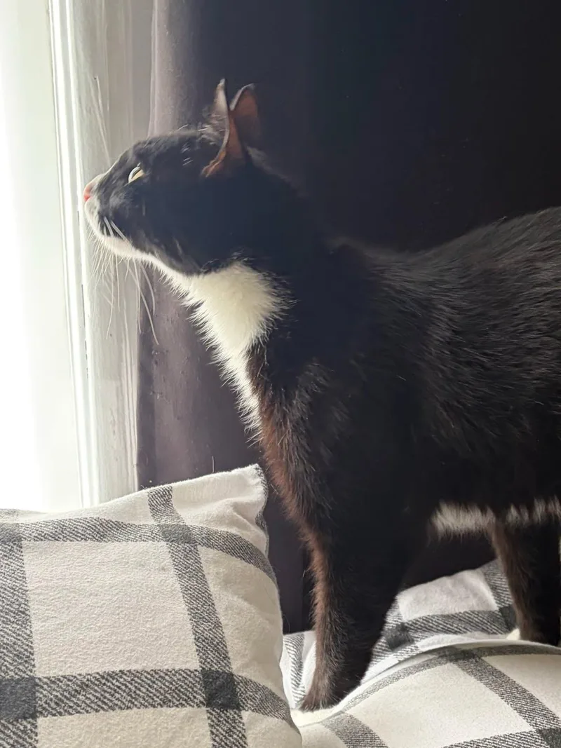 Midnightlovingbonded To Valentine thumbnail 2