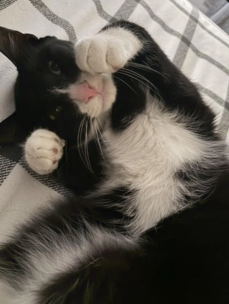 A young medium-sized male Black & White / Tuxedo Tuxedo cat named Midnightlovingbonded To Valentine for adoption in Hartford, CT