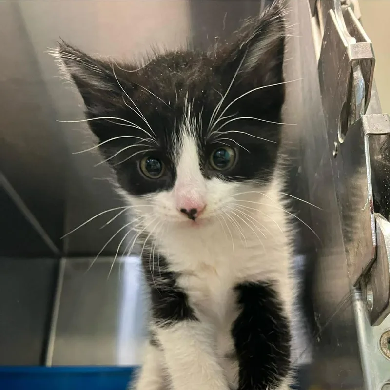 A baby small-sized male Black Domestic Short Hair cat named Rock for adoption in Madill, OK