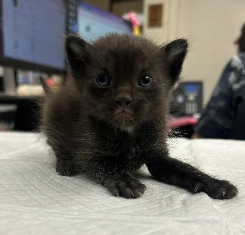 A baby medium-sized male Black Domestic Short Hair cat named Samwise for adoption in Fruit Heights, UT