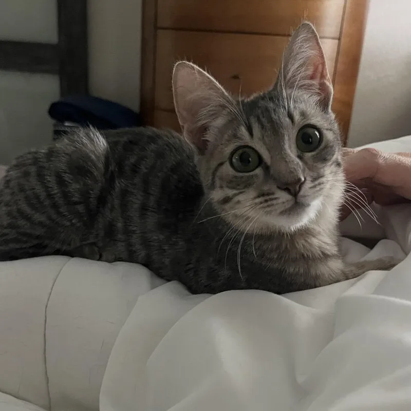 A baby medium-sized female Tabby (Gray / Blue / Silver) Domestic Short Hair cat named Henley for adoption in Austin, TX