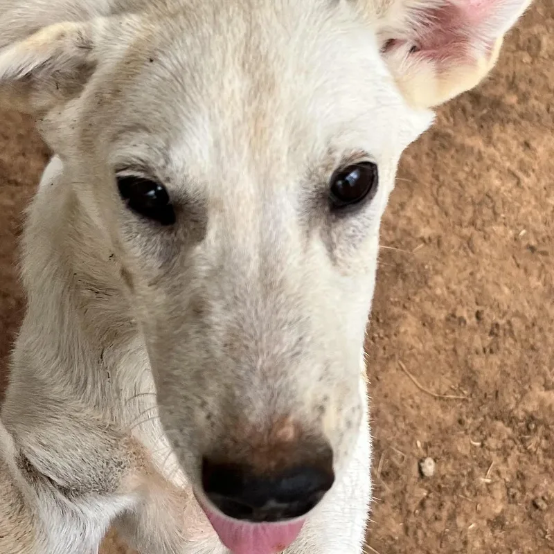 A baby medium-sized male White / Cream Shepherd dog named Nimbus for adoption in Elgin, TX