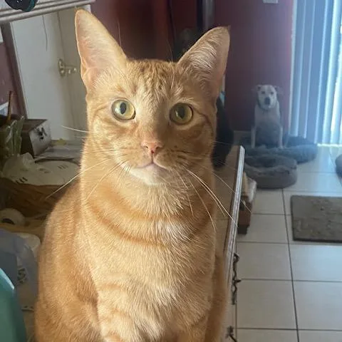 An adult extra large-sized male Orange / Red Domestic Short Hair cat named Russell for adoption in Boston, MA