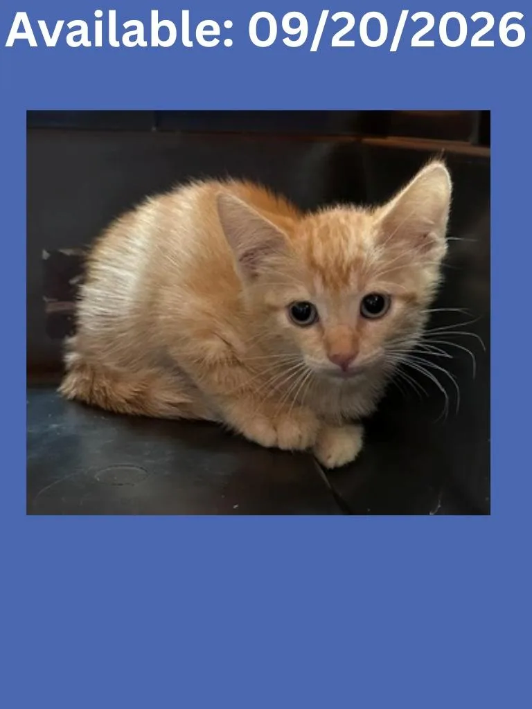 A baby medium-sized male Domestic Short Hair cat named Cat Condo for adoption in Greenville, TX