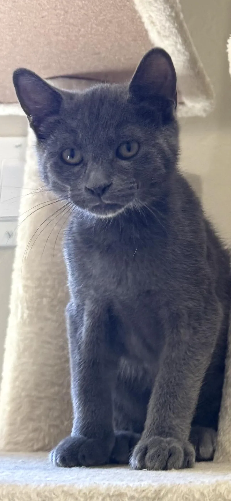 A young medium-sized male Gray / Blue / Silver Domestic Short Hair cat named Bear for adoption in Scottsdale, AZ