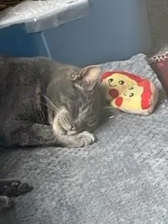 Punxsutawney Phil  Bonded thumbnail 3