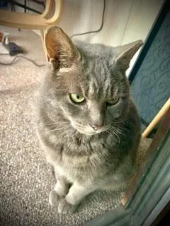 Punxsutawney Phil  Bonded thumbnail 4