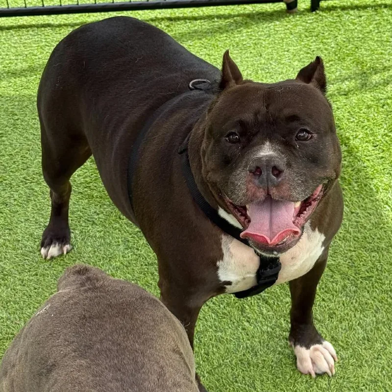 An adult large-sized female Black Pit Bull Terrier dog named Onyx for adoption in Tampa, FL