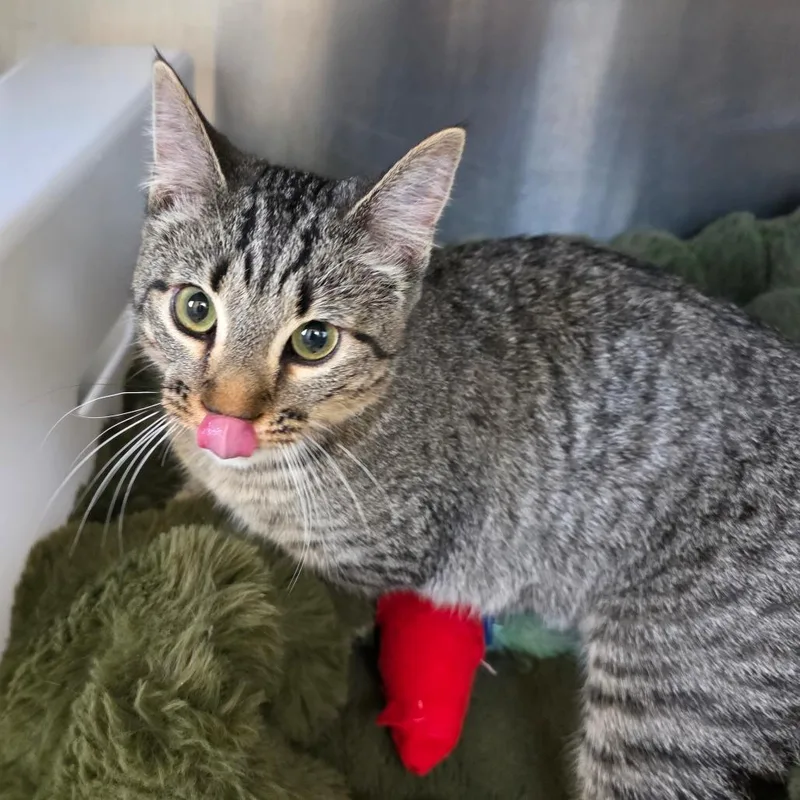 A young medium-sized female Brown / Chocolate Domestic Short Hair cat named Dashi for adoption in Eureka Springs, AR