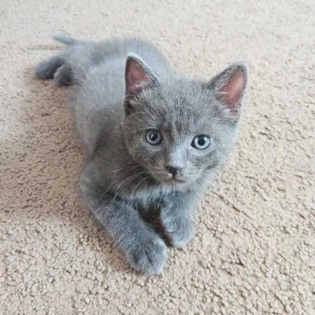 A baby small-sized male Gray / Blue / Silver Domestic Short Hair cat named Cristiano for adoption in Riverside, CA