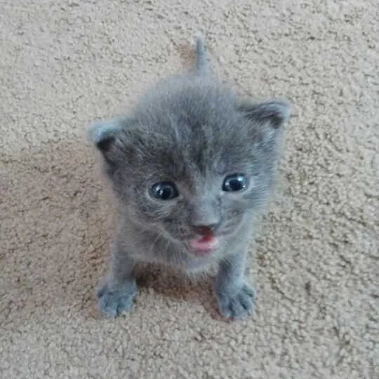 Cristiano thumbnail 2