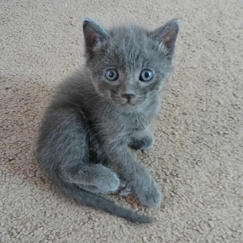 Cristiano thumbnail 4