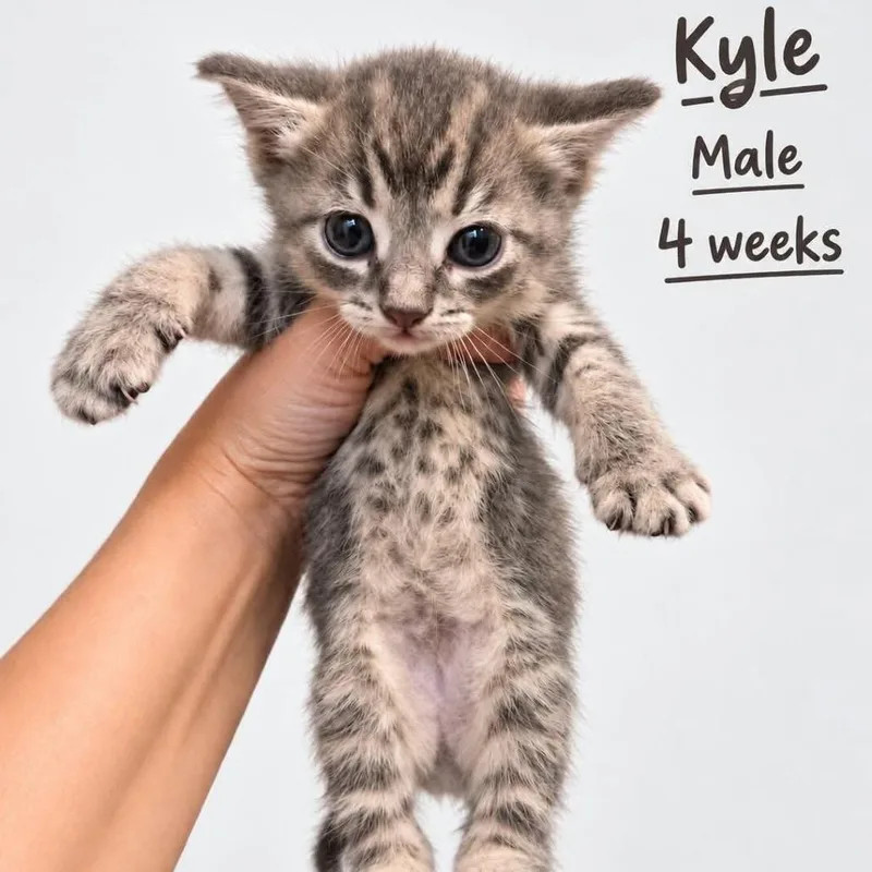 A baby small-sized male Gray / Blue / Silver Domestic Short Hair cat named Kyle for adoption in Tampa, FL