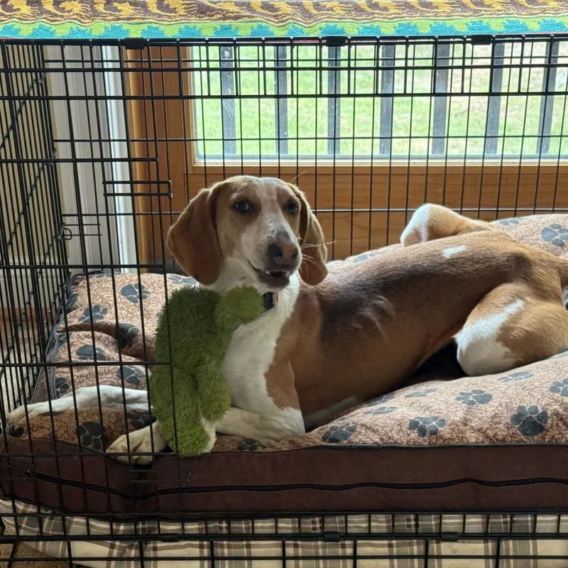 An adult small-sized female Red / Chestnut / Orange Treeing Walker Coonhound dog named Sadie for adoption in Roanoke, VA