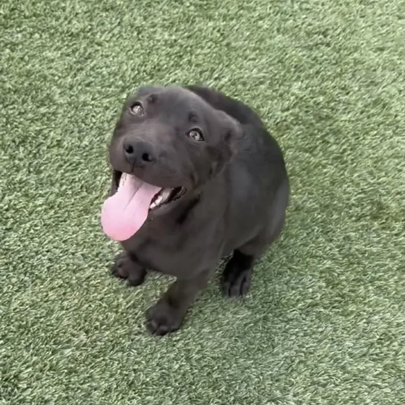 A baby medium-sized male Black Labrador Retriever dog named Freedom for adoption in Tacoma, WA