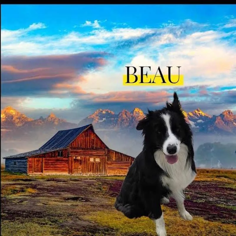Beau