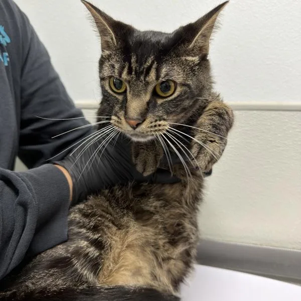 An adult medium-sized male Domestic Short Hair cat named Blue for adoption in Oceanside, CA