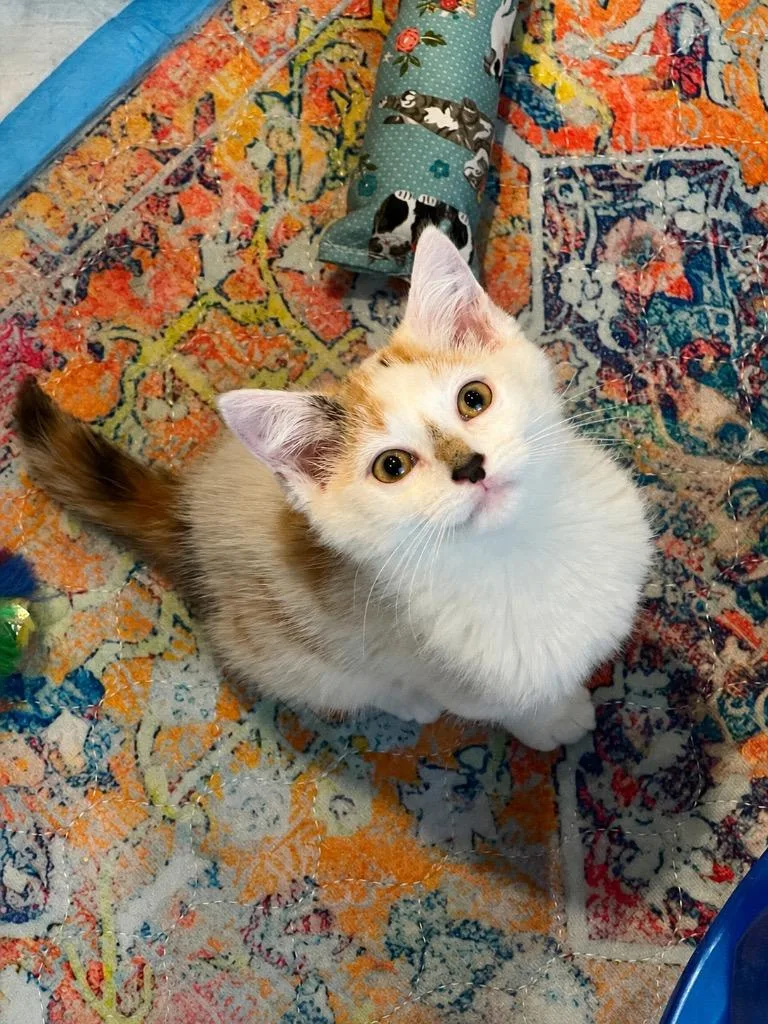 A baby small-sized female Domestic Short Hair cat named Montana for adoption in Ewing, NJ