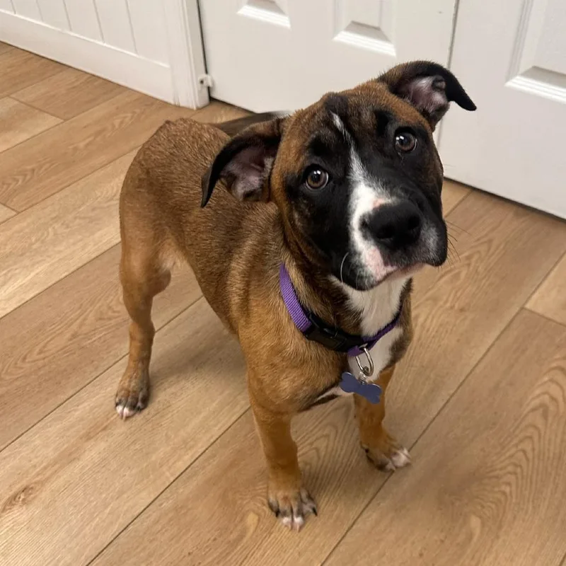 A young medium-sized female Brown / Chocolate Pit Bull Terrier dog named Clover for adoption in Chesapeake, VA