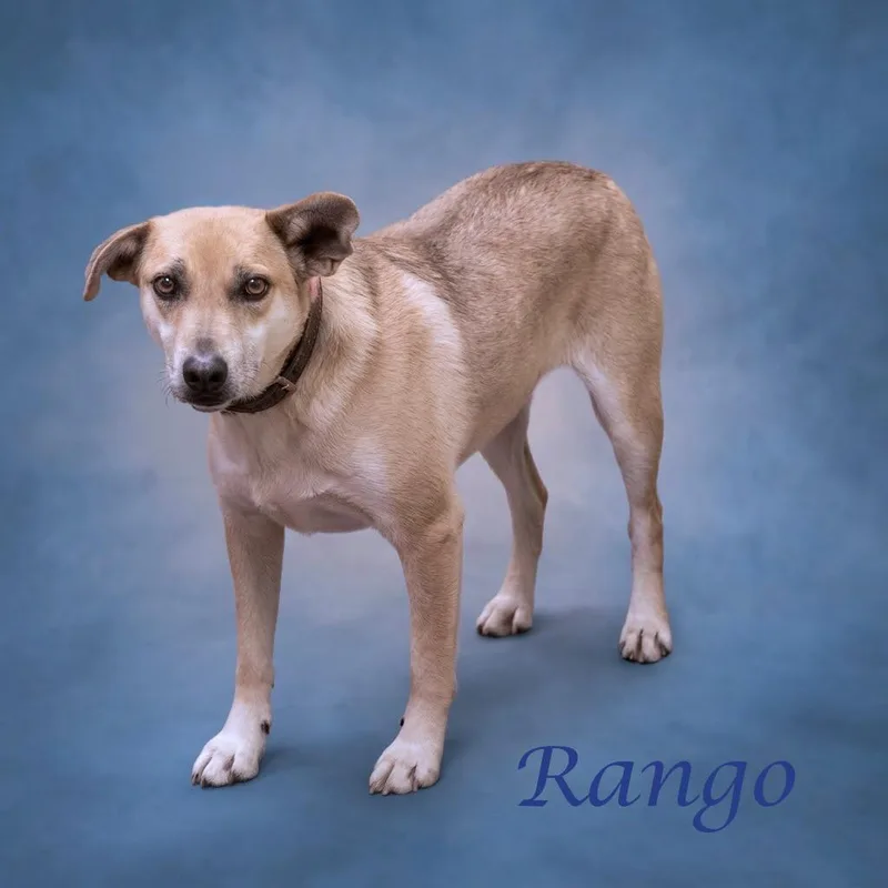A senior medium-sized male Mixed Breed dog named Rango D for adoption in Lebanon, TN