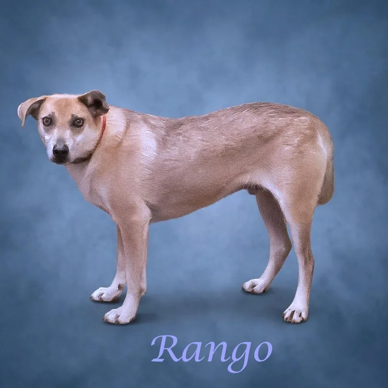 Rango D thumbnail 2