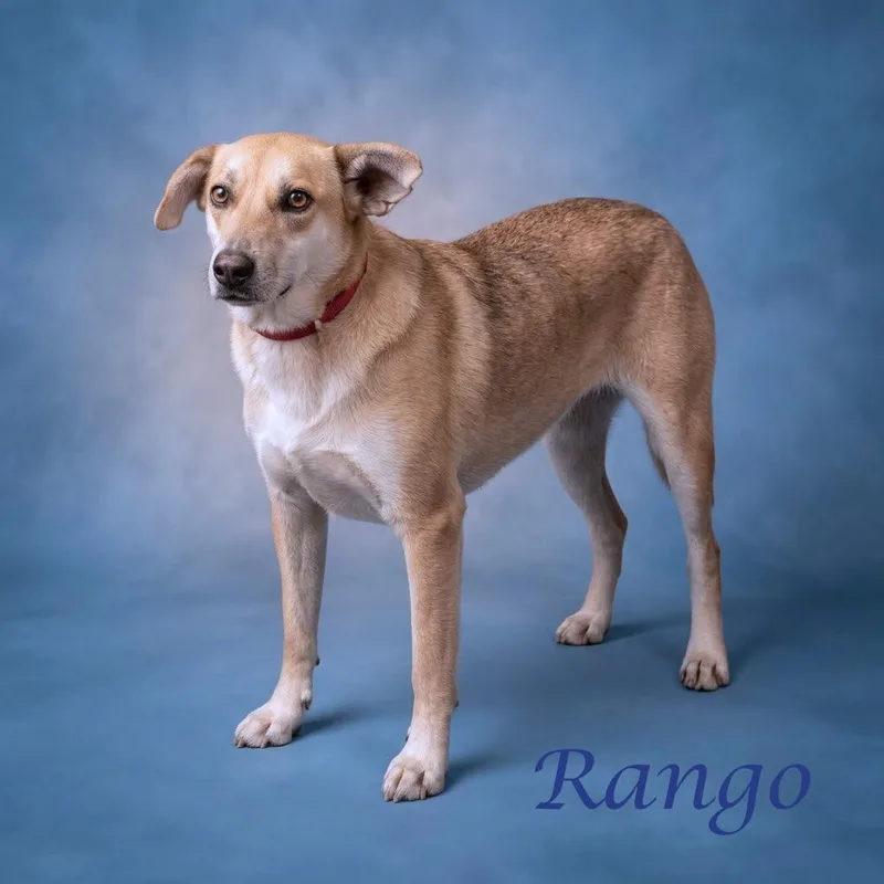 Rango D thumbnail 3