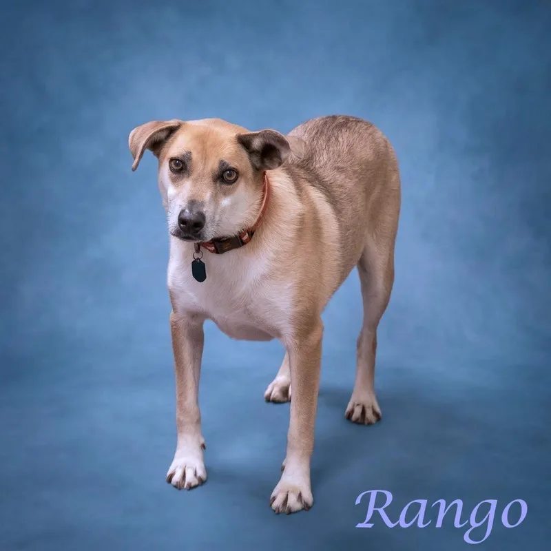 Rango D thumbnail 4