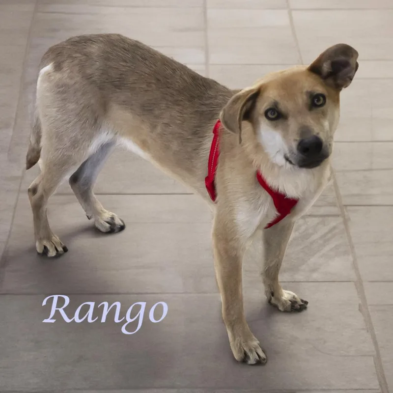Rango D thumbnail 5
