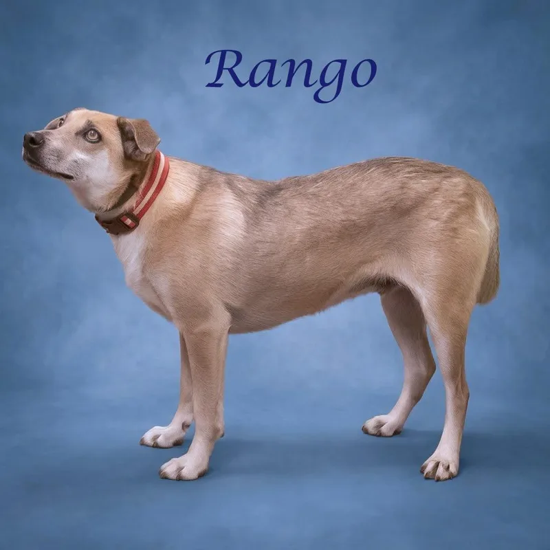 Rango D thumbnail 6