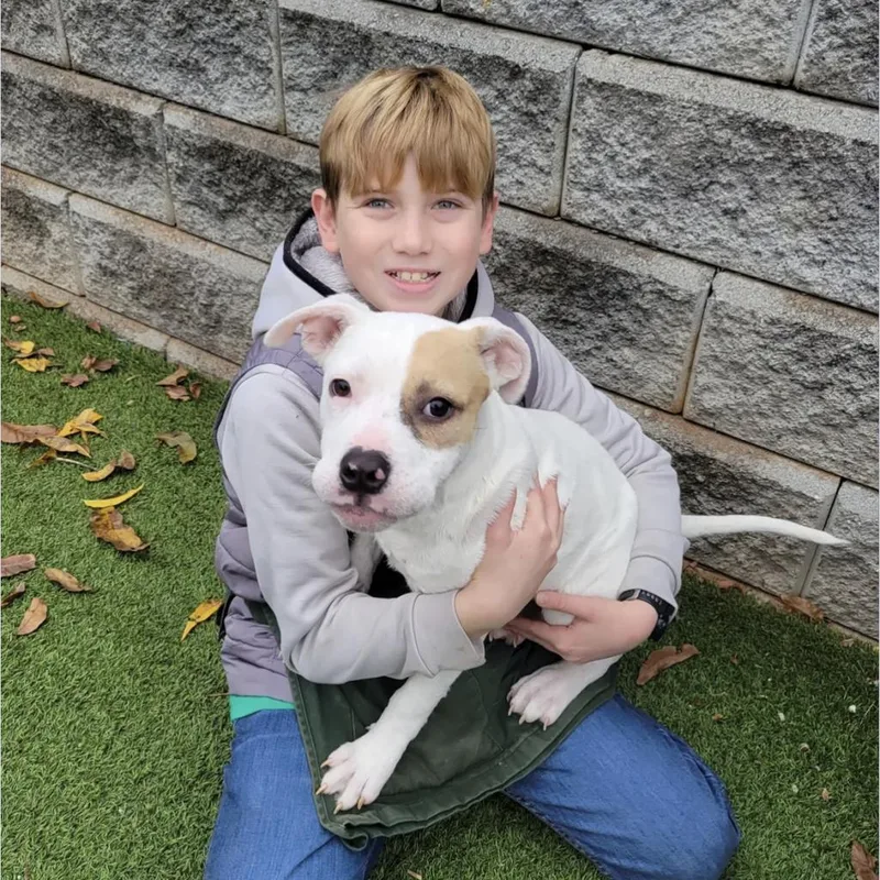 An adult large-sized female White / Cream Terrier dog named Maxine for adoption in Gainesville, GA