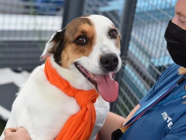 An adult medium-sized female Mixed Breed dog named Misa for adoption in Ridgewood, NY