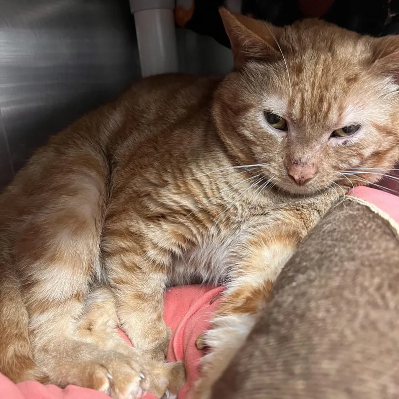 A young large-sized male Orange / Red Domestic Short Hair cat named U.s. History for adoption in Mentor, OH