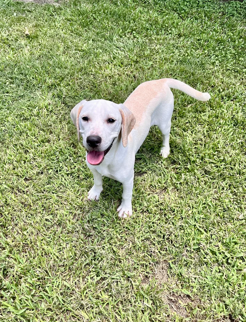 A young large-sized female Labrador Retriever dog named Sandy for adoption in Angleton, TX